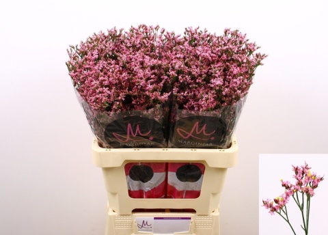 LIM SIN ANOUCHKA DIA 65cm - D