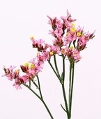 LIM SIN ANOUCHKA DIA 65cm - D