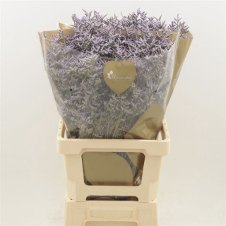 Limonium Safora Lilac 60cm - D