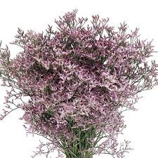 Limonium Safora Lilac 60cm - D