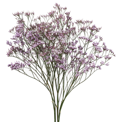 Limonium Safora Lilac 60cm - D