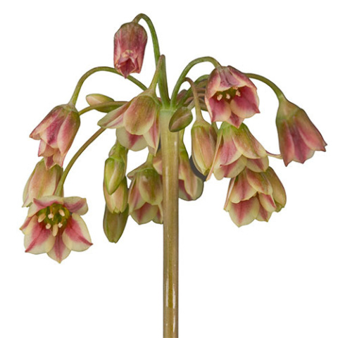 NECT SICULUM BULGAR 55cm - D