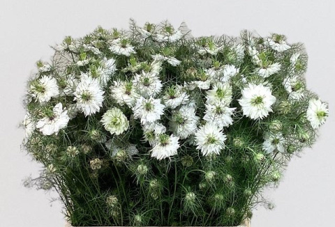 NIGE DAMASCENA WHITE OV 70cm - D