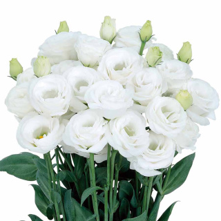 PL Eustoma biała 75 cm - Polska