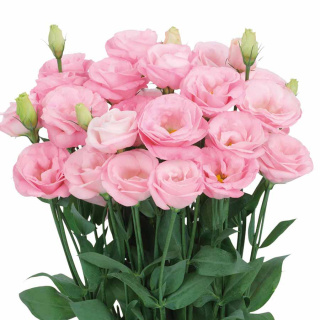 PL Eustoma róż 75 cm - Polska