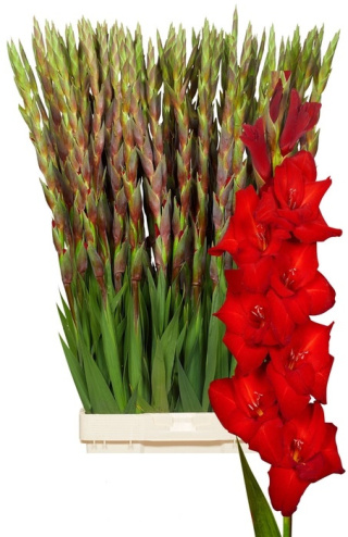 PL Gladiola czerwony 80 cm - Polska