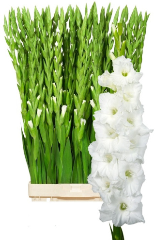 PL Gladiola Biała 80 cm - Polska