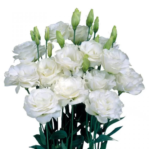 PL Eustoma biała 75 cm - Polska