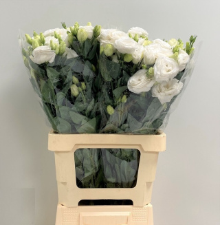 PL Eustoma biała 75 cm - Polska