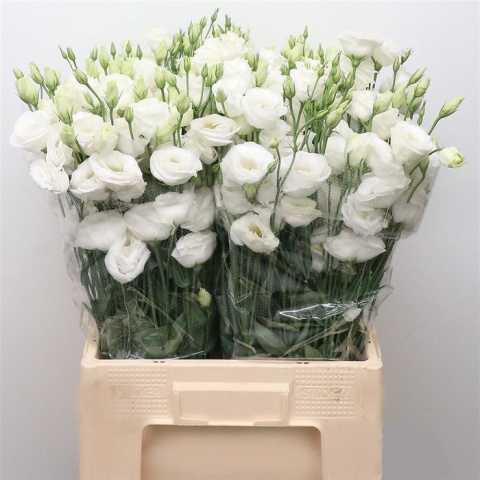PL Eustoma biała 75 cm - Polska