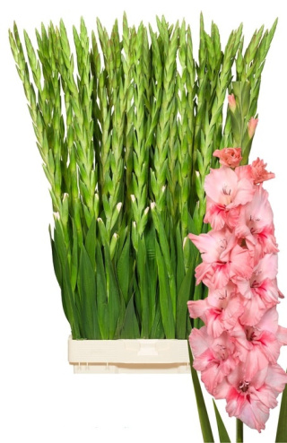 PL Gladiola jasny róż 80 cm - Polska