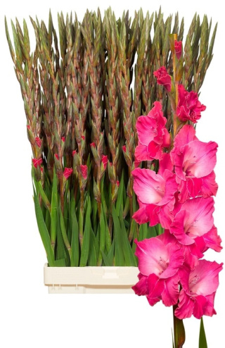 PL Gladiola róż 80 cm - Polska