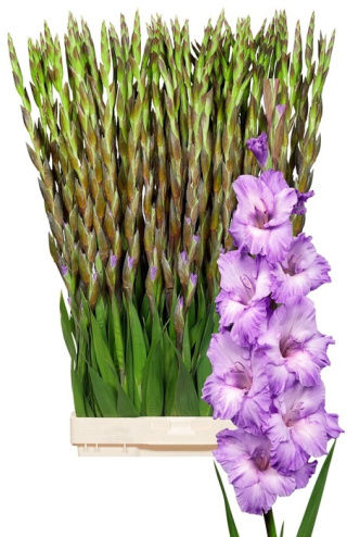 PL Gladiola fiolet 80 cm - Polska
