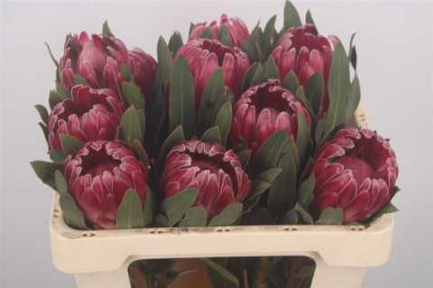 Protea Brenda 60cm - D