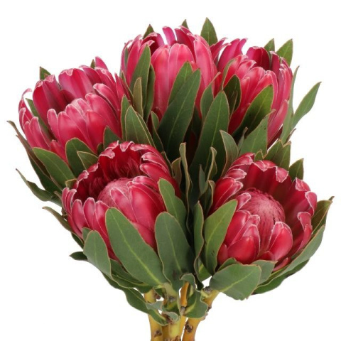 Protea Brenda 60cm - D