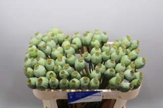 Papaver Som Zaaddozen 65cm - D