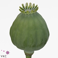 Papaver Som Zaaddozen 65cm - D