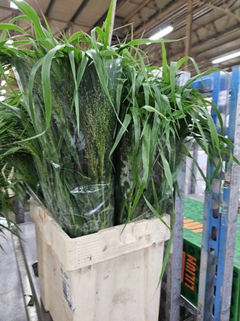 PL Proso 60/70cm - Polska