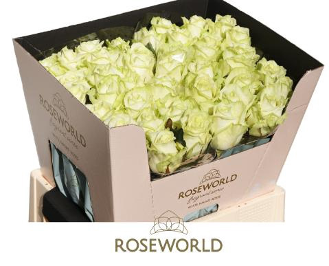 R GR WHITE NAOMI! 60cm - D