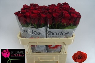 R Gr RHODOS 60cm - PROMO