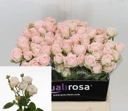 R TR BOMBASTIC 35cm - D