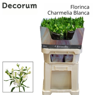 ALST FL CHARME BLANC Extra 75cm - D