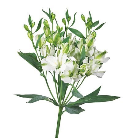 ALST FL CHARME BLANC 75cm - 26DM