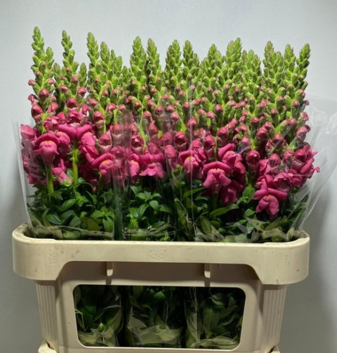 ANTIR POTO ROSE 75cm - D