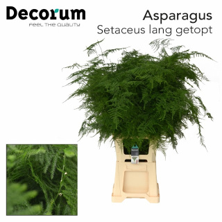 ASPARAGUS SETACEUS 90cm - D