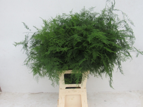 ASPARAGUS SETACEUS 90cm - D