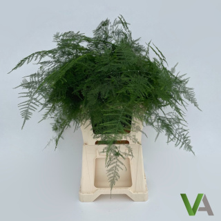 ASPARAGUS SETACEUS 90cm - D
