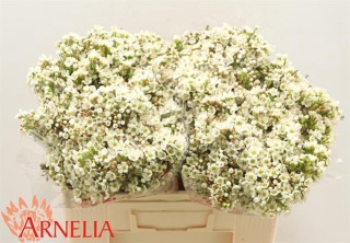 Chame Dawn Pearl 55cm - D