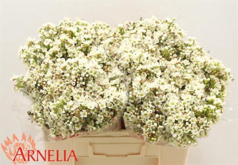 Chame Dawn Pearl 55cm - D