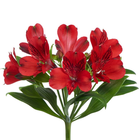 Alstroemeria czerwona Perfection 85cm - Kolumbia