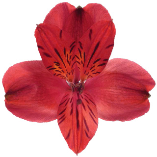 Alstroemeria czerwona Perfection 85cm - Kolumbia