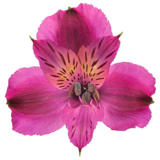 Alstroemeria purpurowa Napoli Perfection 85cm - Kolumbia