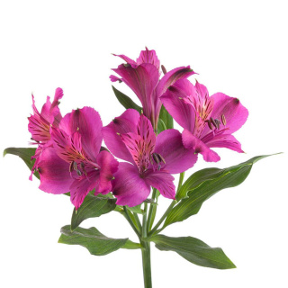 Alstroemeria purpurowa Napoli Perfection 85cm - Kolumbia