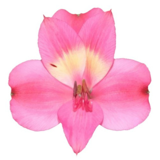 Alstroemeria róż Perfection 85cm - Kolumbia