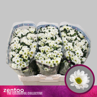 CHR S ROSSI WHITE 55cm/1200g - D
