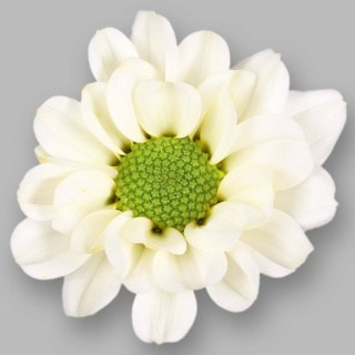 CHR S ROSSI WHITE 55cm/1200g - D