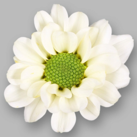 CHR S ROSSI WHITE 55cm/1200g - D