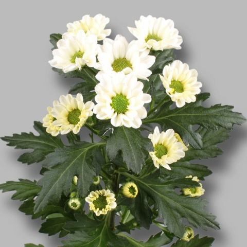 CHR S ROSSI WHITE 55cm/1200g - D