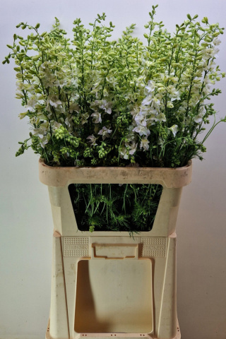 CONS R Q White 90cm - D