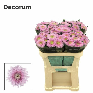 CHR G ETRUSKO PINK 70cm/90g - S