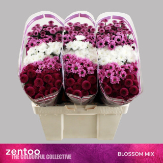 CHR S MIX BLOSSOM 55cm/1100g - D