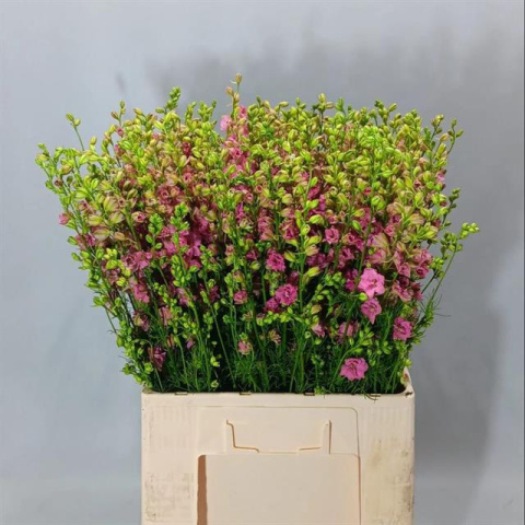Cons R Q Rose 80cm - D