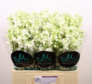 DELPH EN BE AN WHITE 60cm - D