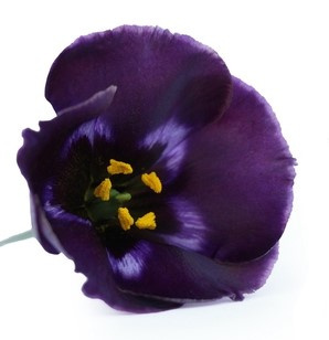 EUS E BOHEMI BLACK VIOLET 70cm - D