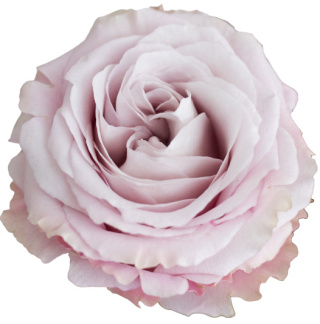 Ecuador - R Sweet 4 Love 50cm
