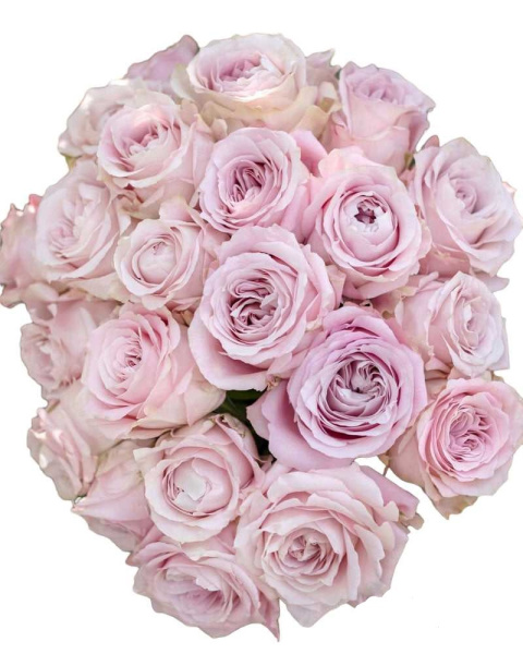 Ecuador - R Sweet 4 Love 60cm